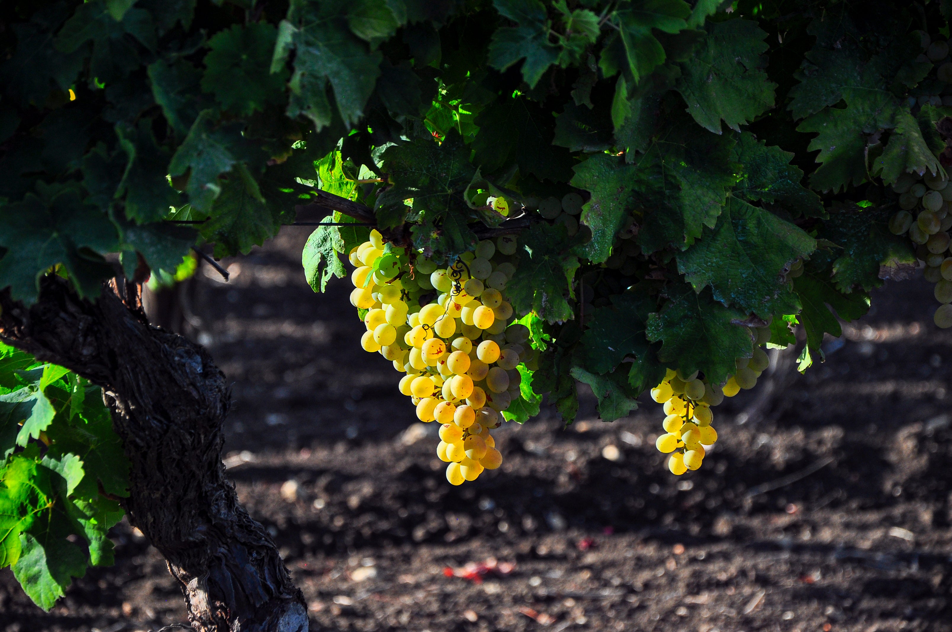 Winerie
