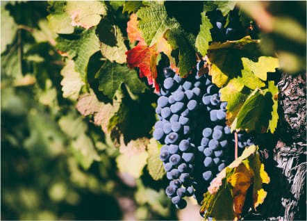 Winerie