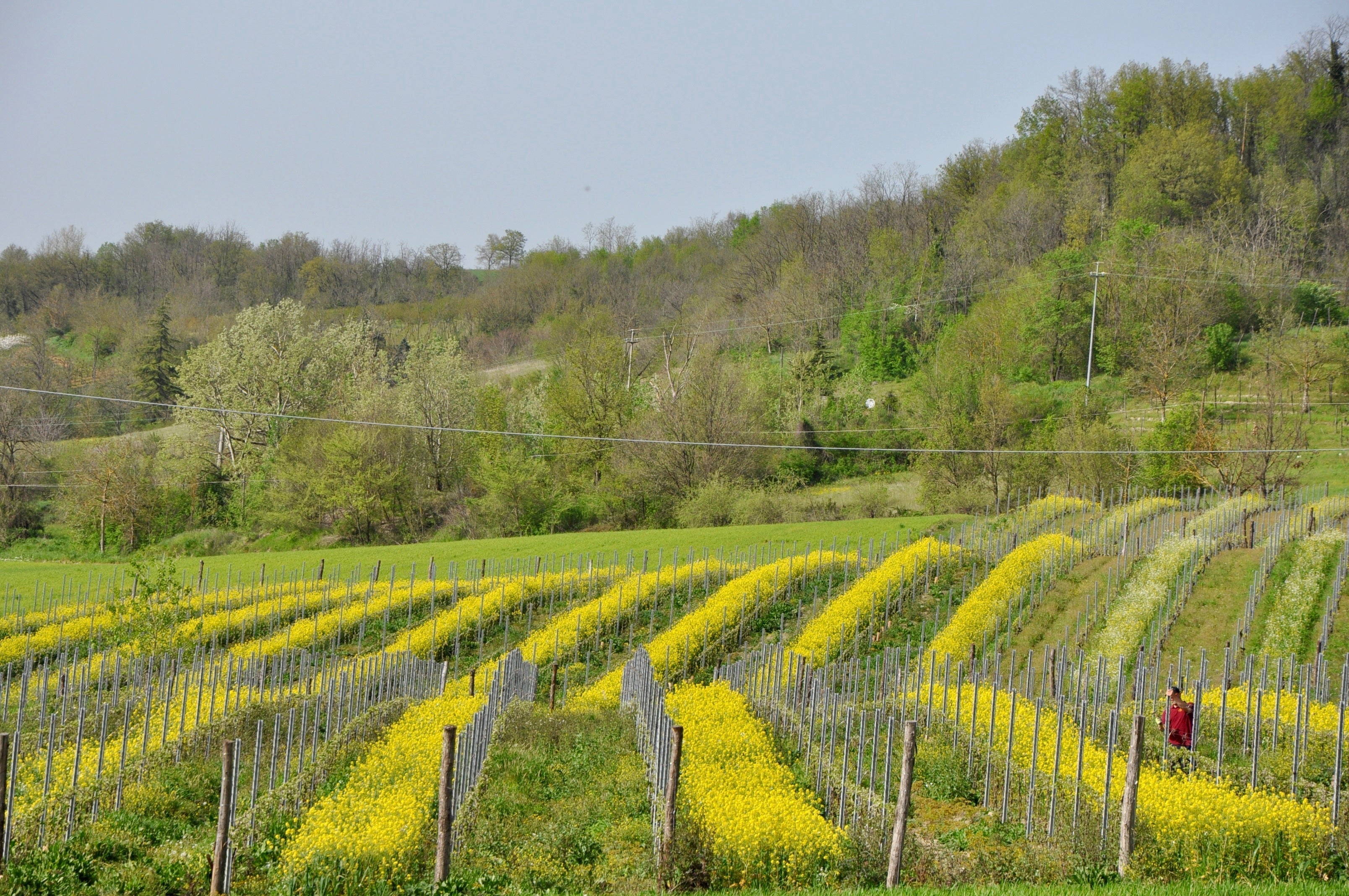 The Impact of Organic Wine Production On The Environment