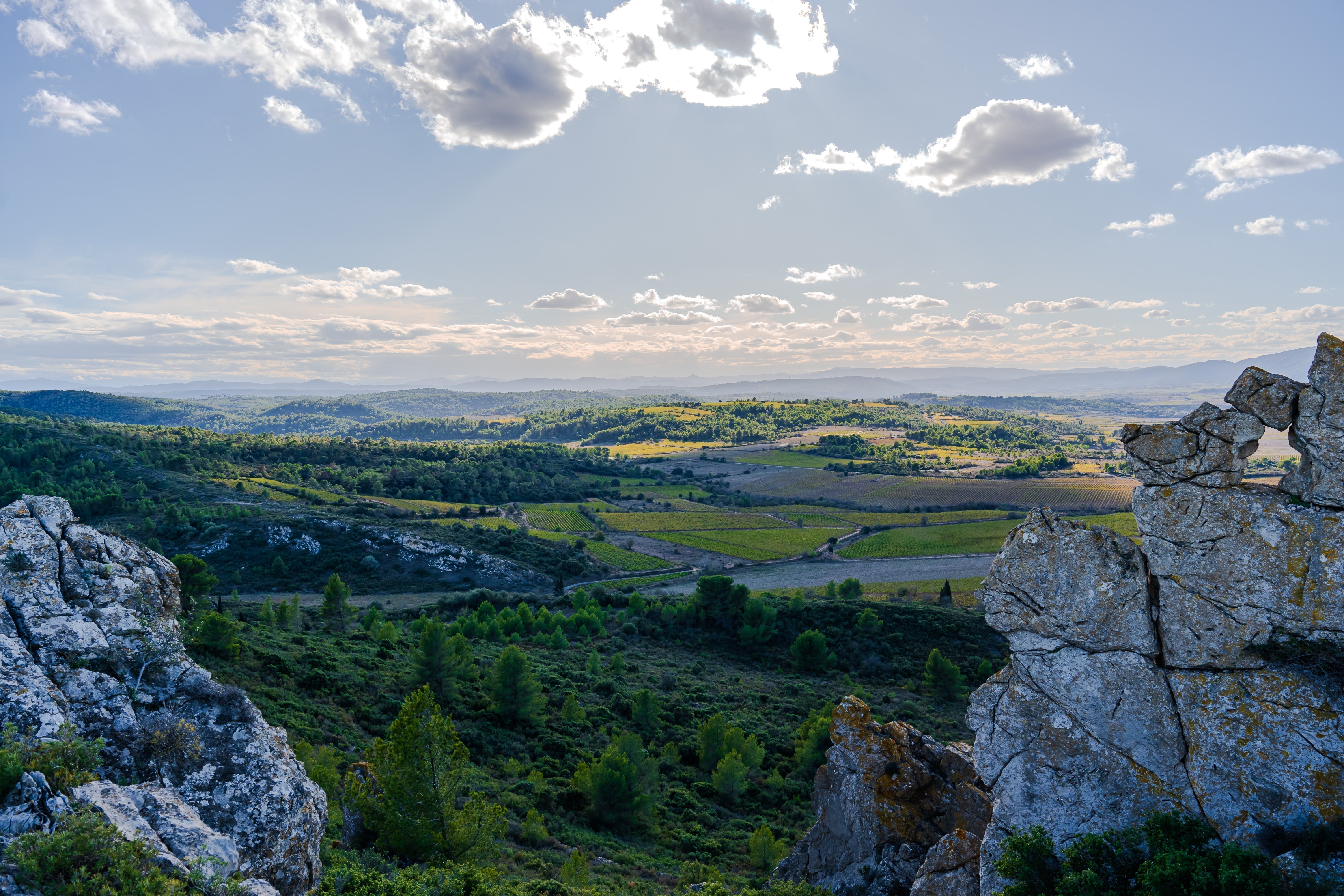 Organic Wines in France: A Return to the Earth and the Future of Winemaking