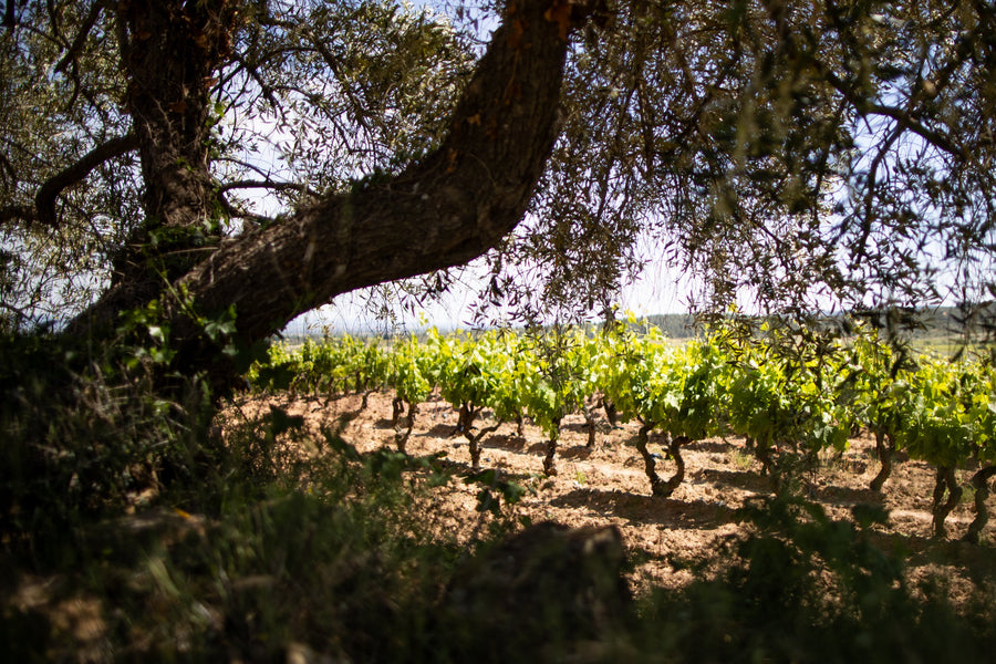 Why Organic Farming Is Deeply Rooted in Italian Wine Tradition