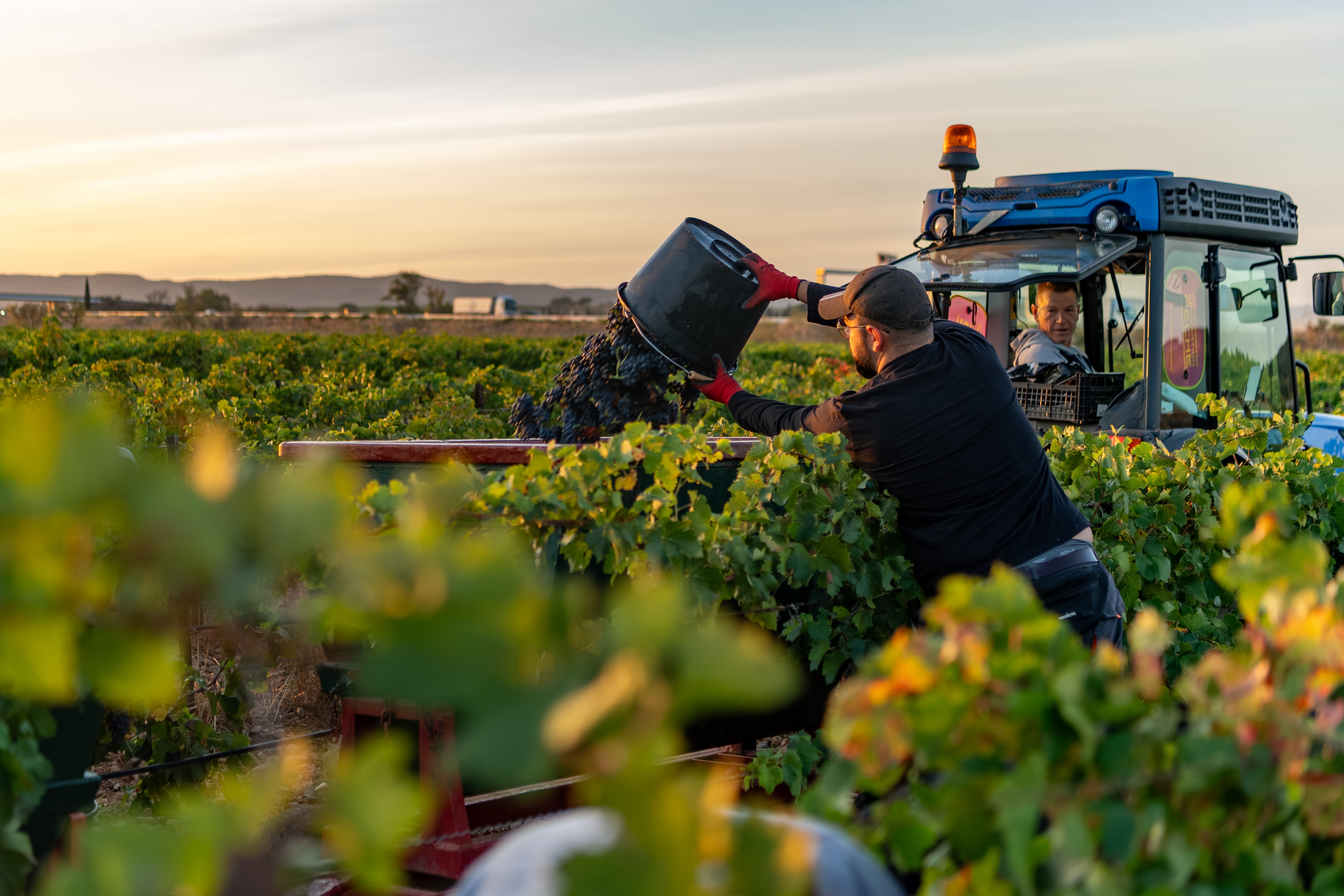 Organic vs Conventional Wine — What’s the Difference?