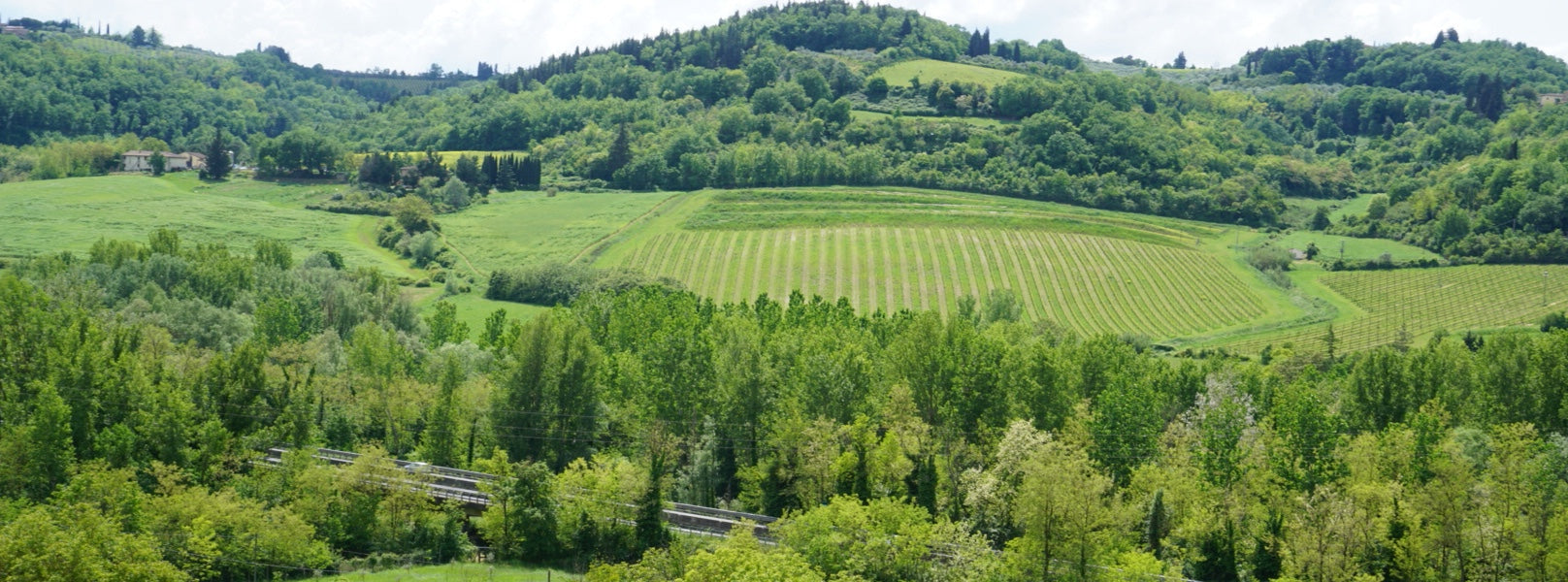 Rolling green hills of a Tuscan vineyard landscape, with vine rows nestled among trees and farmhouses.