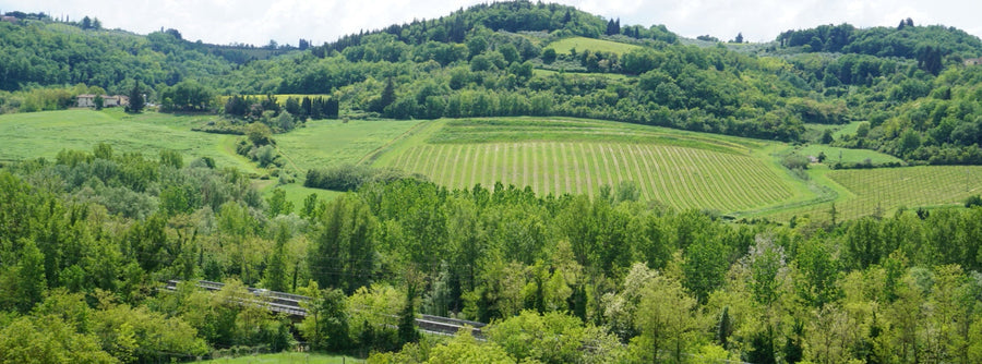 A Complete Guide to the Top French Wine Regions
