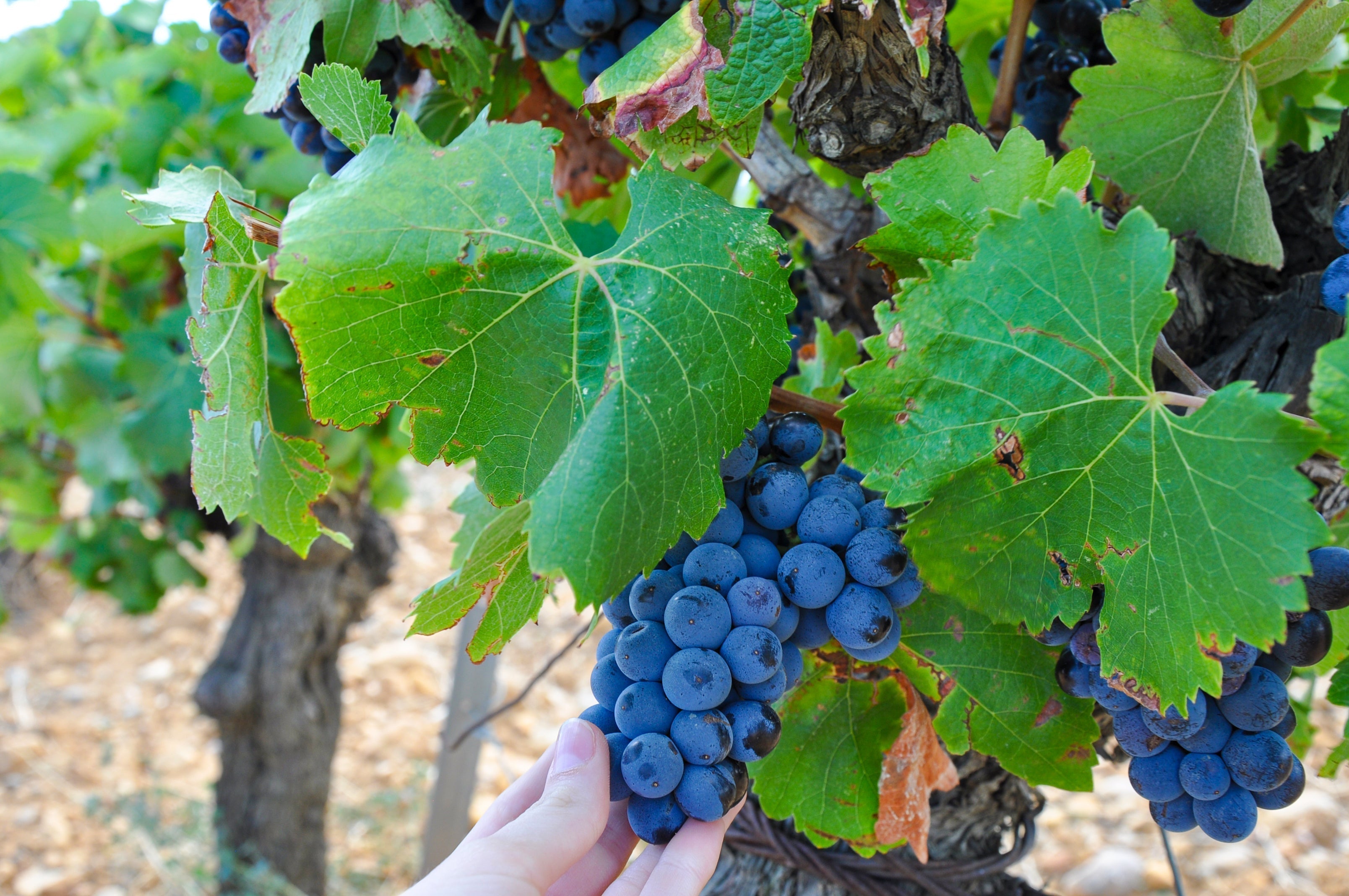 Why A Bottle of Wine Costs So Much: Unpacking the Price You Pay