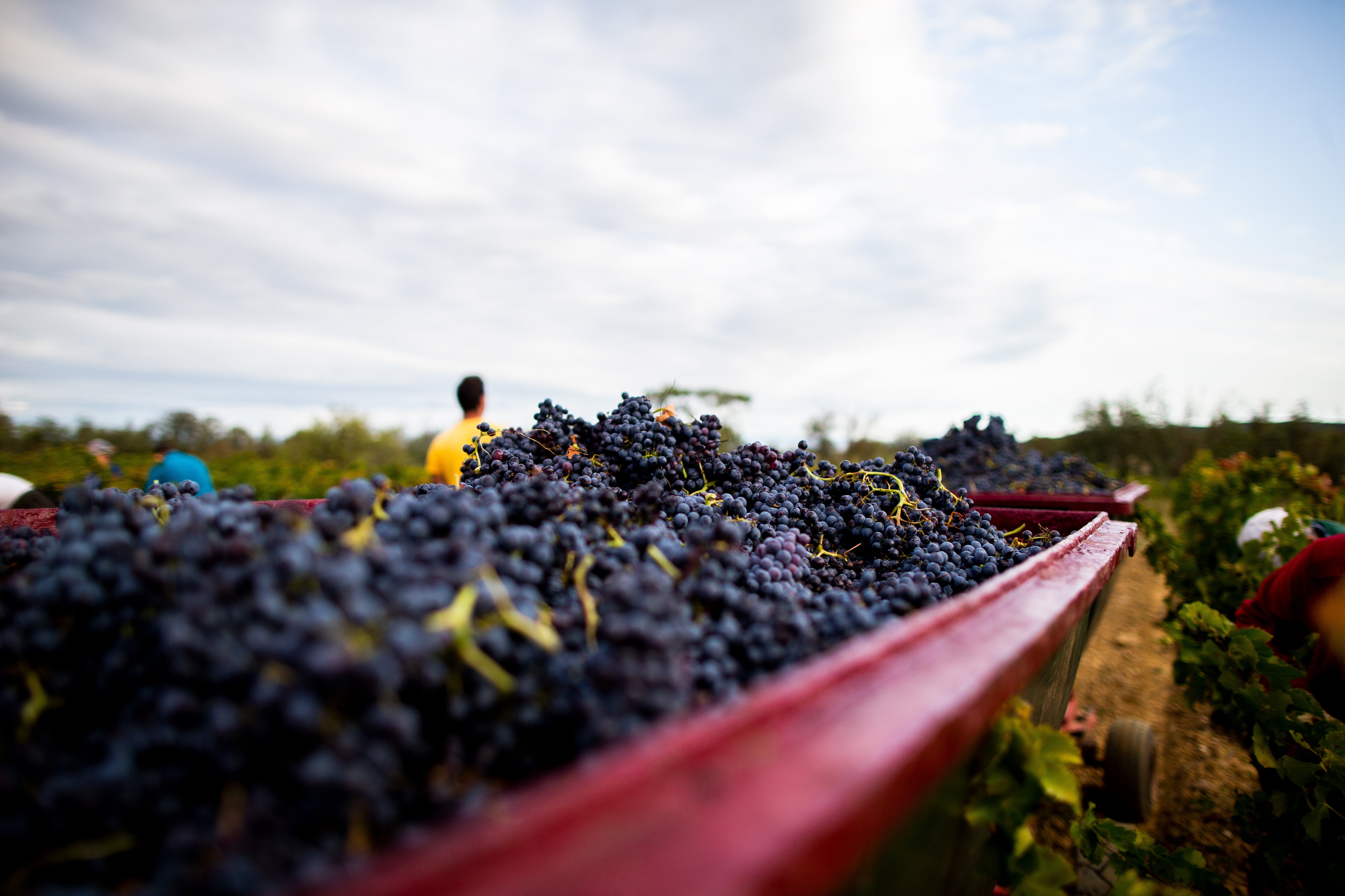 The Rise of Organic Wines in Italy: A Sustainable Revolution