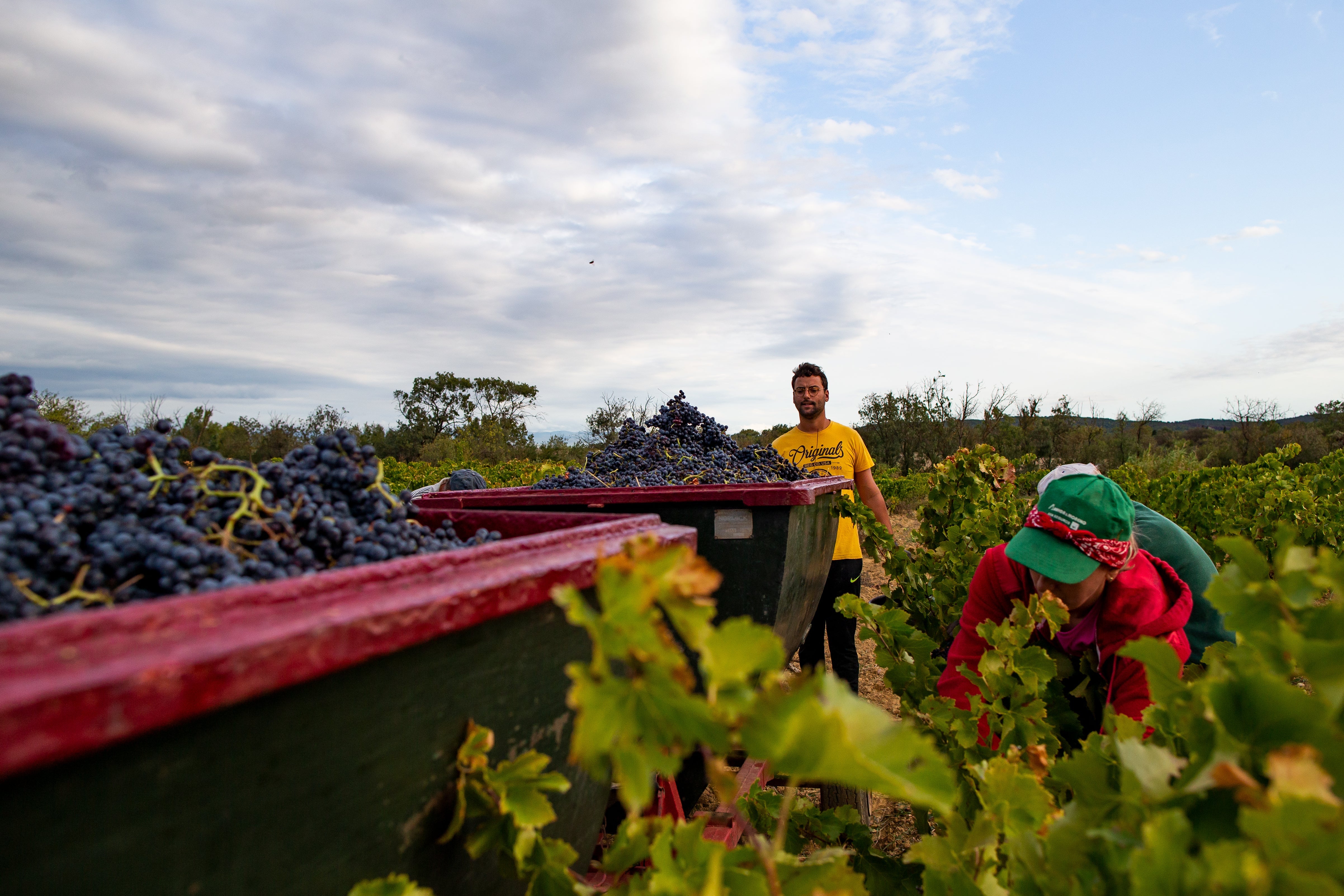 Regenerative Agriculture: Biodynamic Farming and the Benefits of a Biodiverse Environment