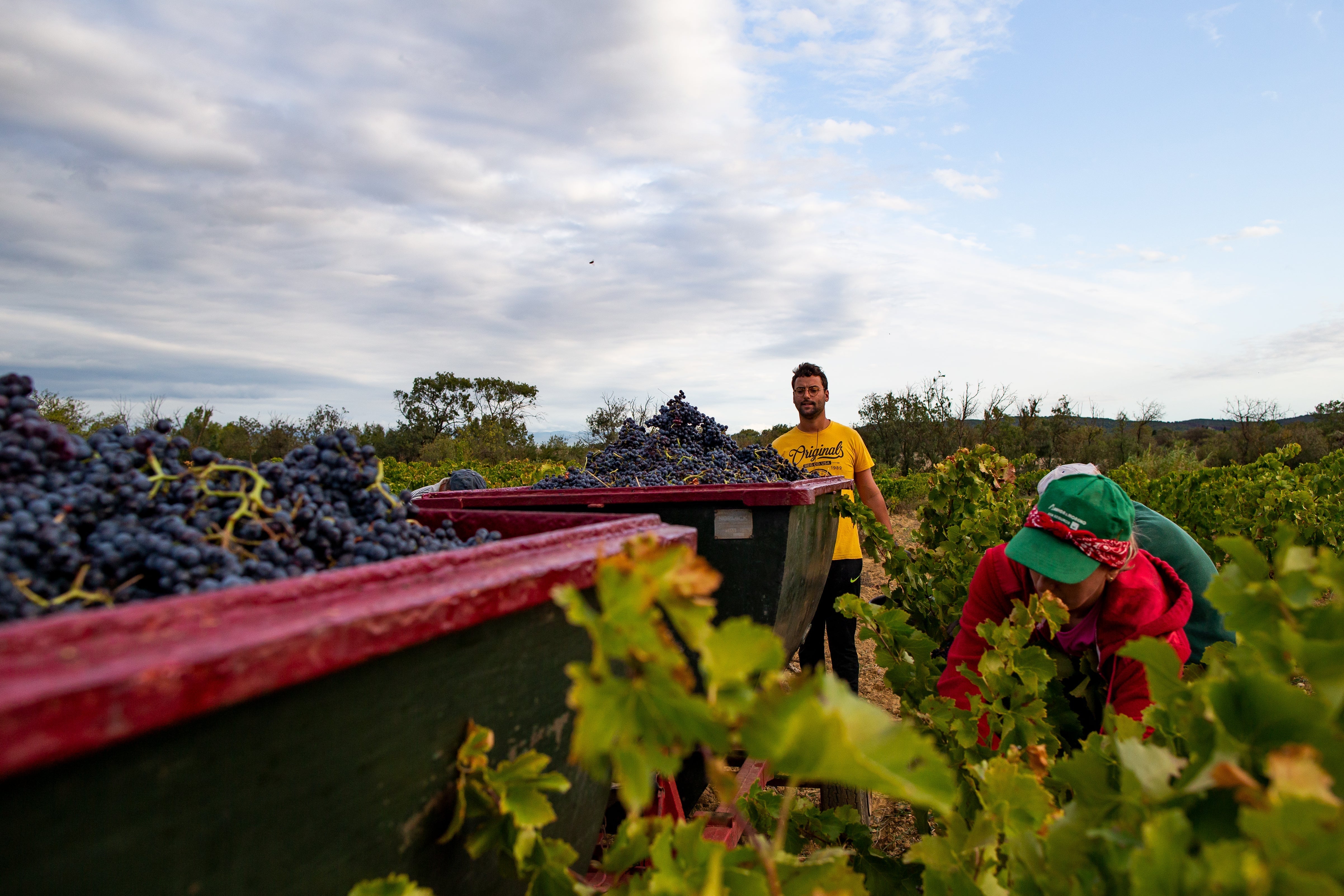 Understanding Organic Wine Certifications