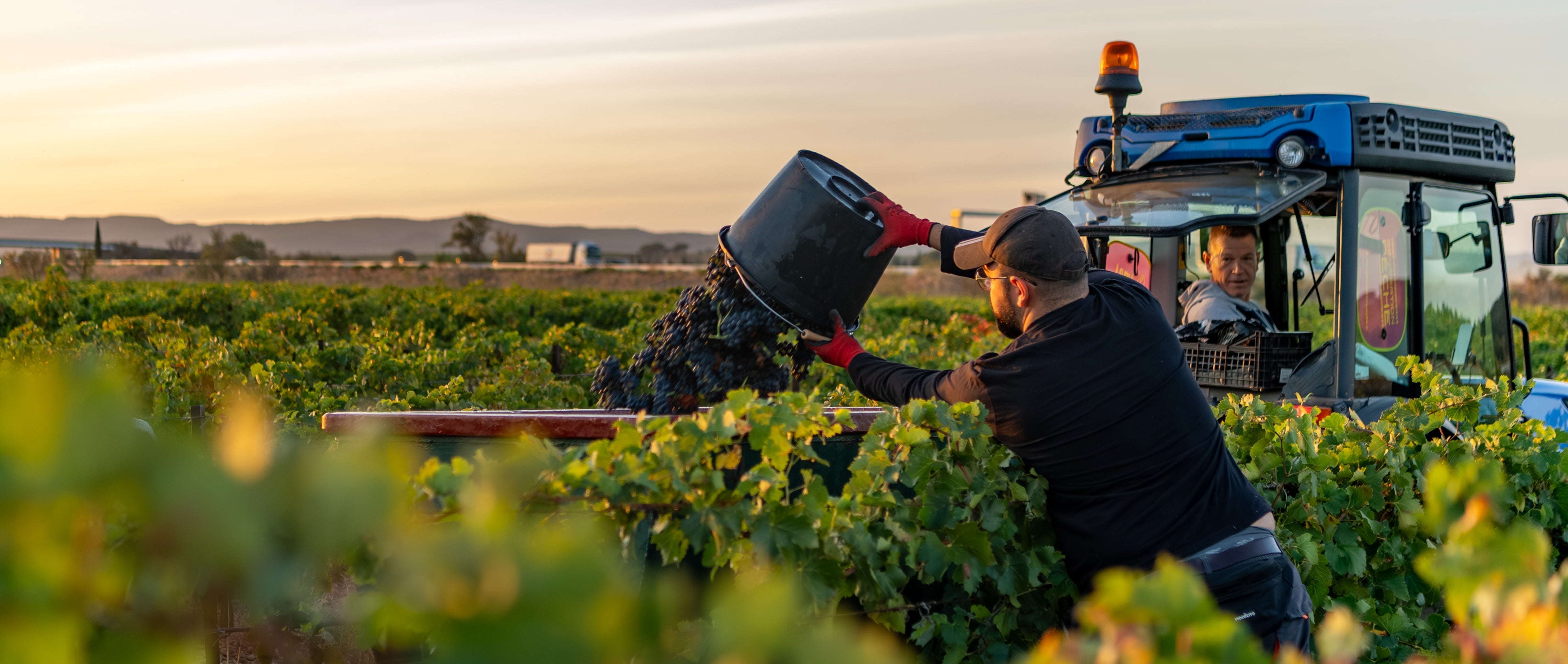 Explore France's Wine Regions and Their Characteristics