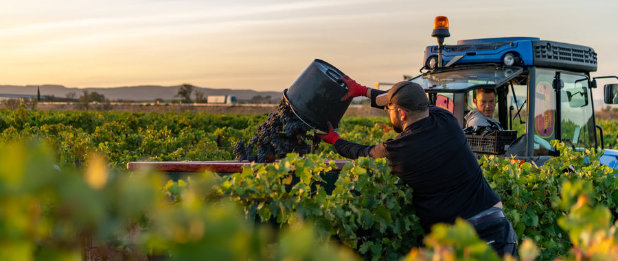 Explore France's Wine Regions and Their Characteristics