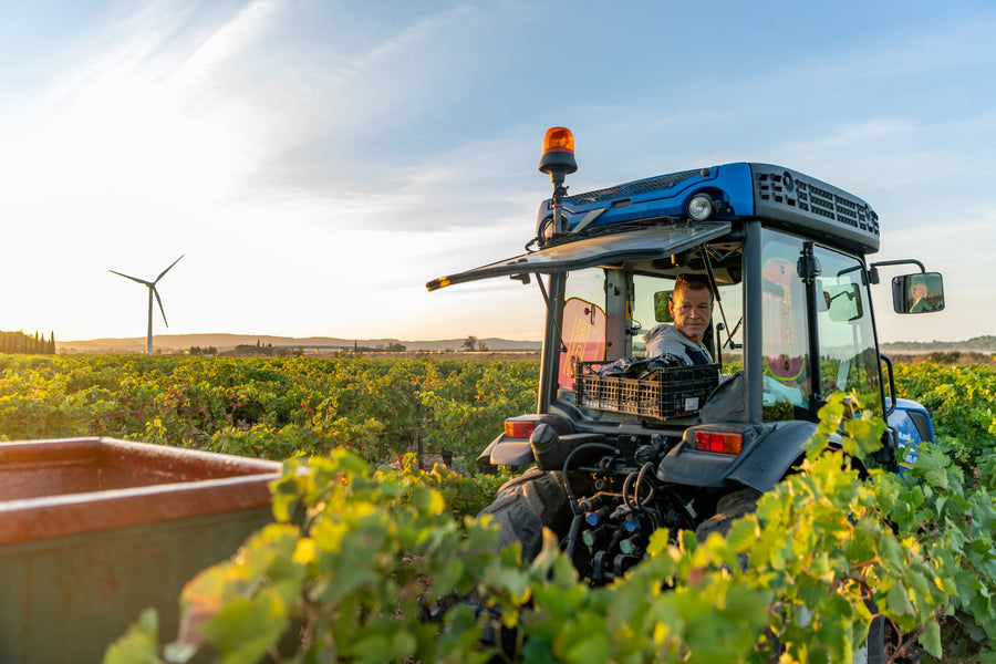 Sulfites in Wine Explained: What They Are & How Much Is Normal