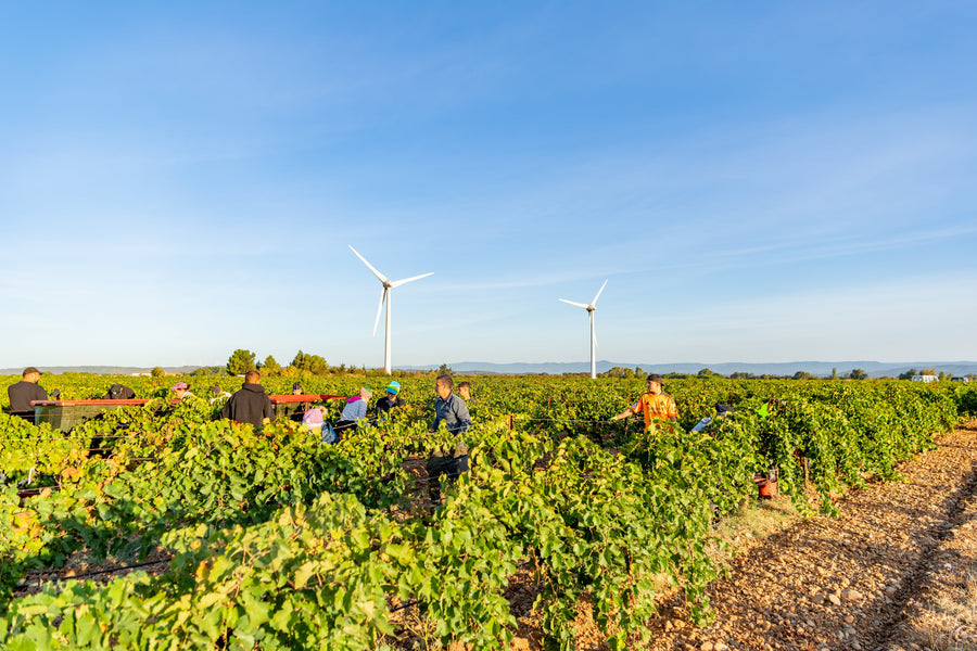 Organic Growing: Challenges and Benefits for Winemakers