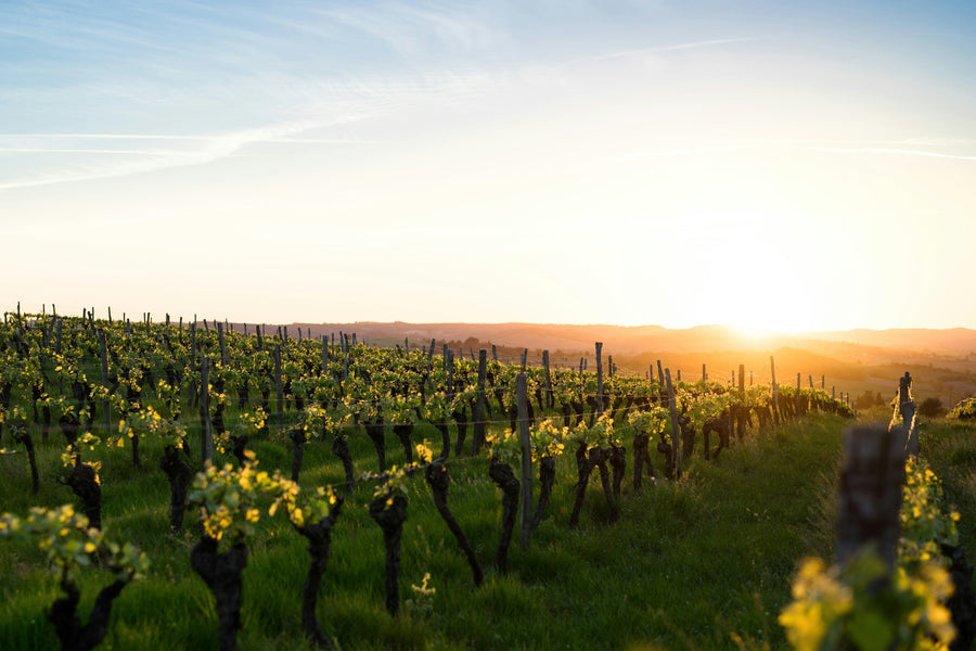 Exploring Mediterranean Wine Regions: The Epicenter of Organic Winemaking