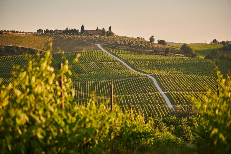 Italian Vineyards and Low-Intervention Wines: The Making of Natural Italian Wine