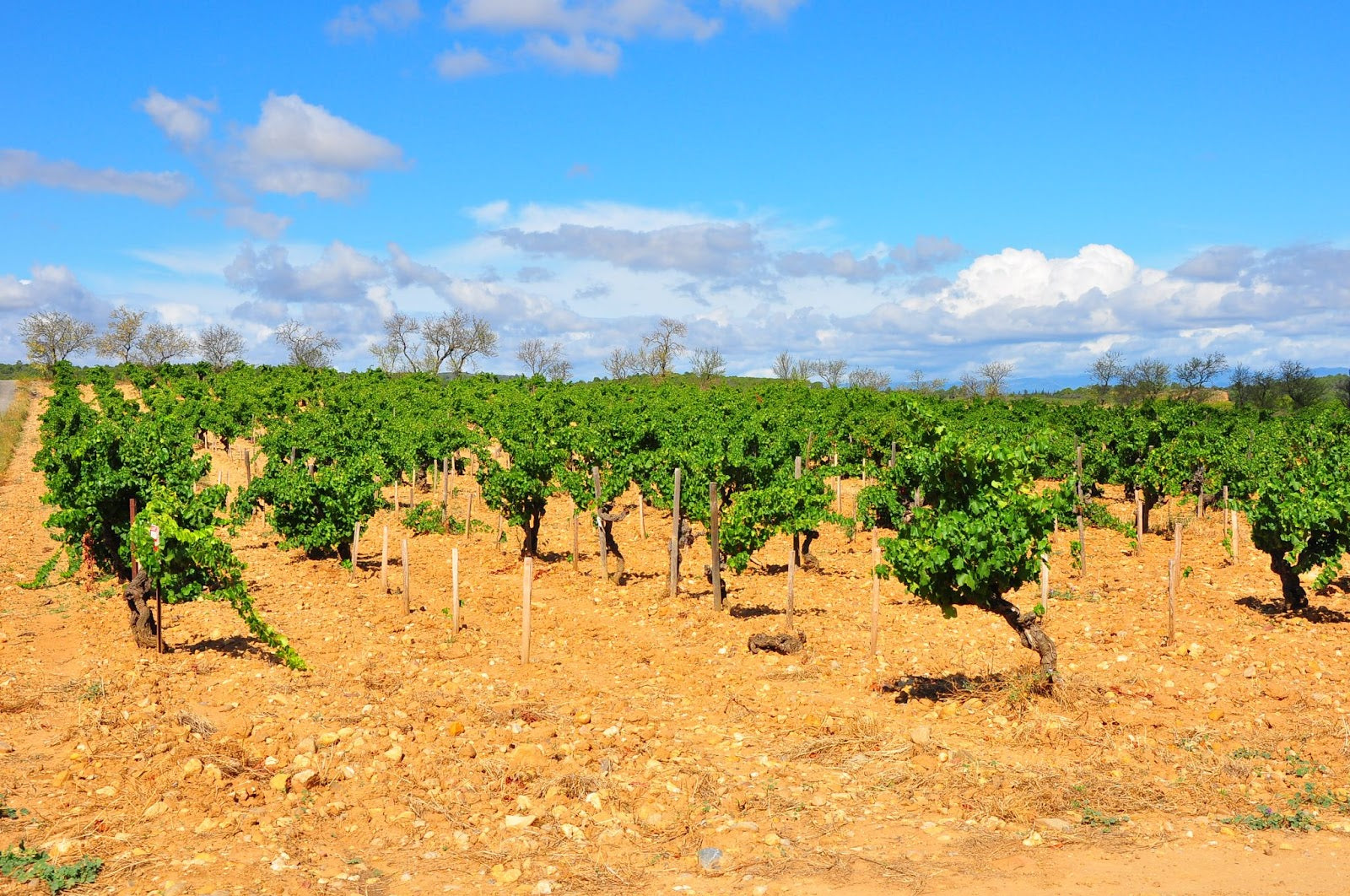 Exploring the Best Organic Wines from the Mediterranean