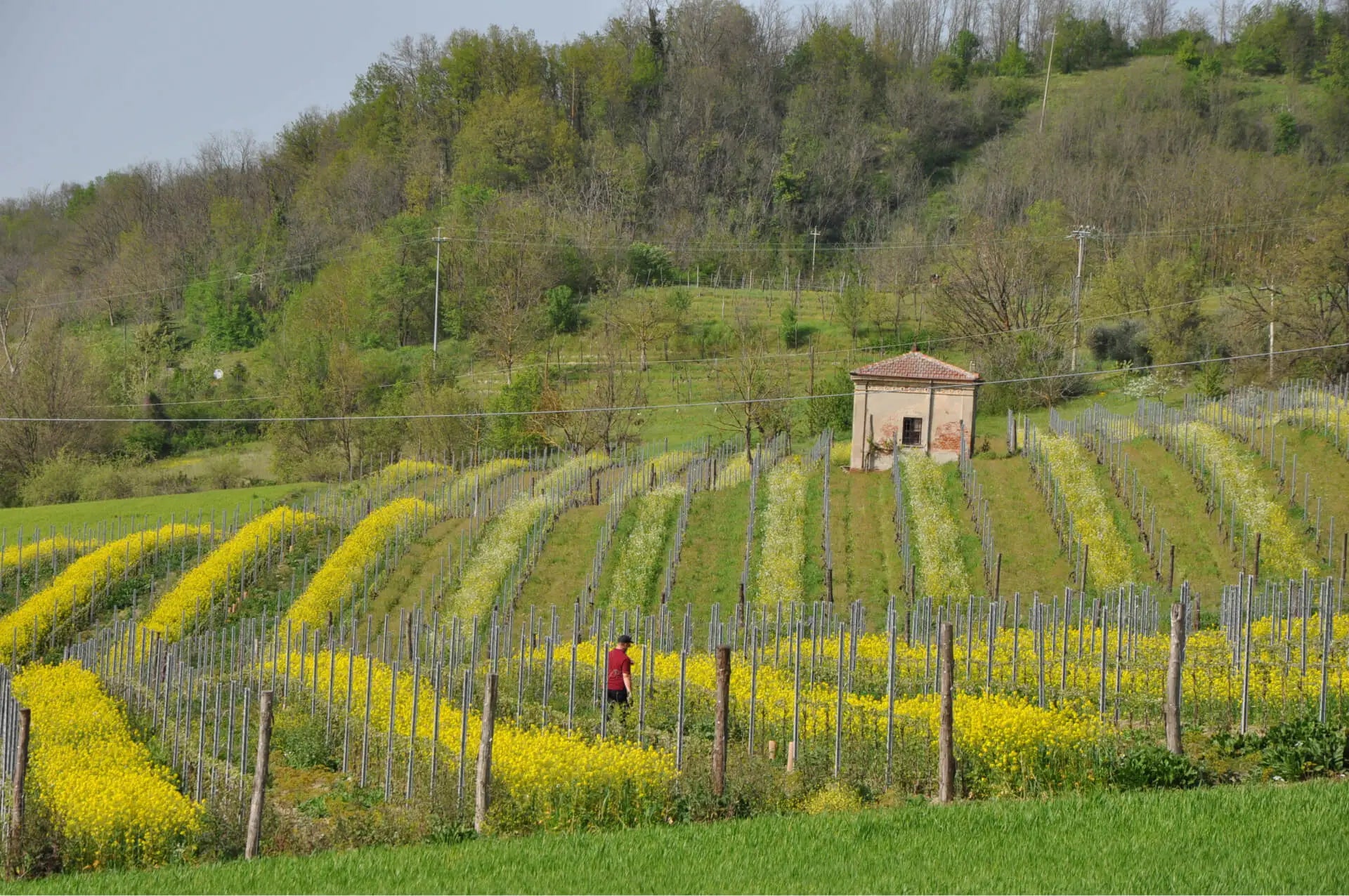 Organic Growing & The Path To Sustainable Wine Making